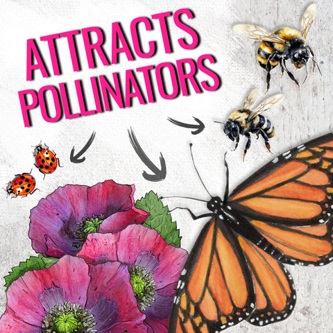 Seed Needs Hens and Chicks Poppy attracting butterflies and bees in sunny borders