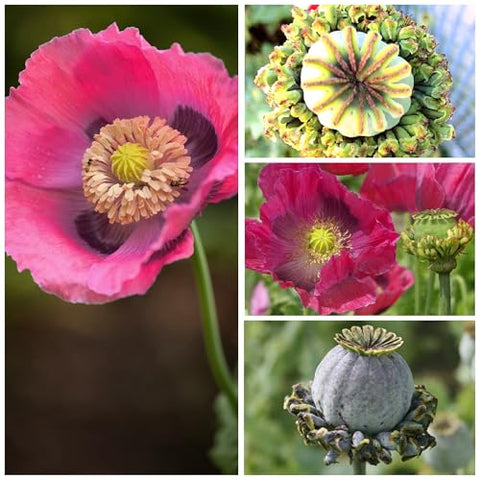 Seed Needs Hens and Chicks Poppy Seeds packet illustration highlighting heirloom open-pollinated variety