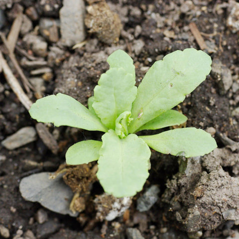 Seed Needs Hens and Chicks Poppy seeds keep seeds fresh in moisture resistant packaging