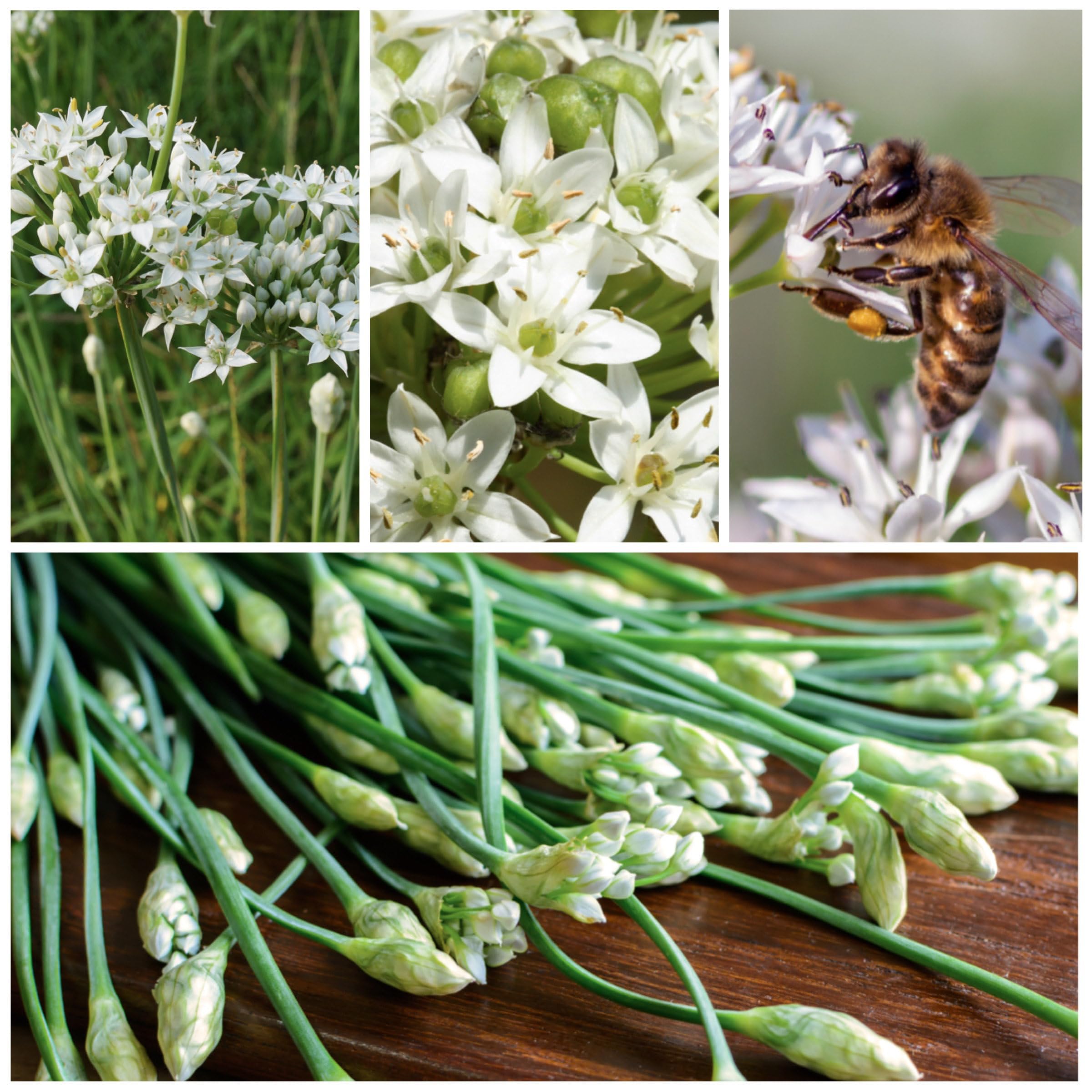 Seed Needs herb seed packets with durable packaging, freshness guaranteed.