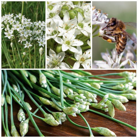 Seed Needs herb seed packets with durable packaging, freshness guaranteed.