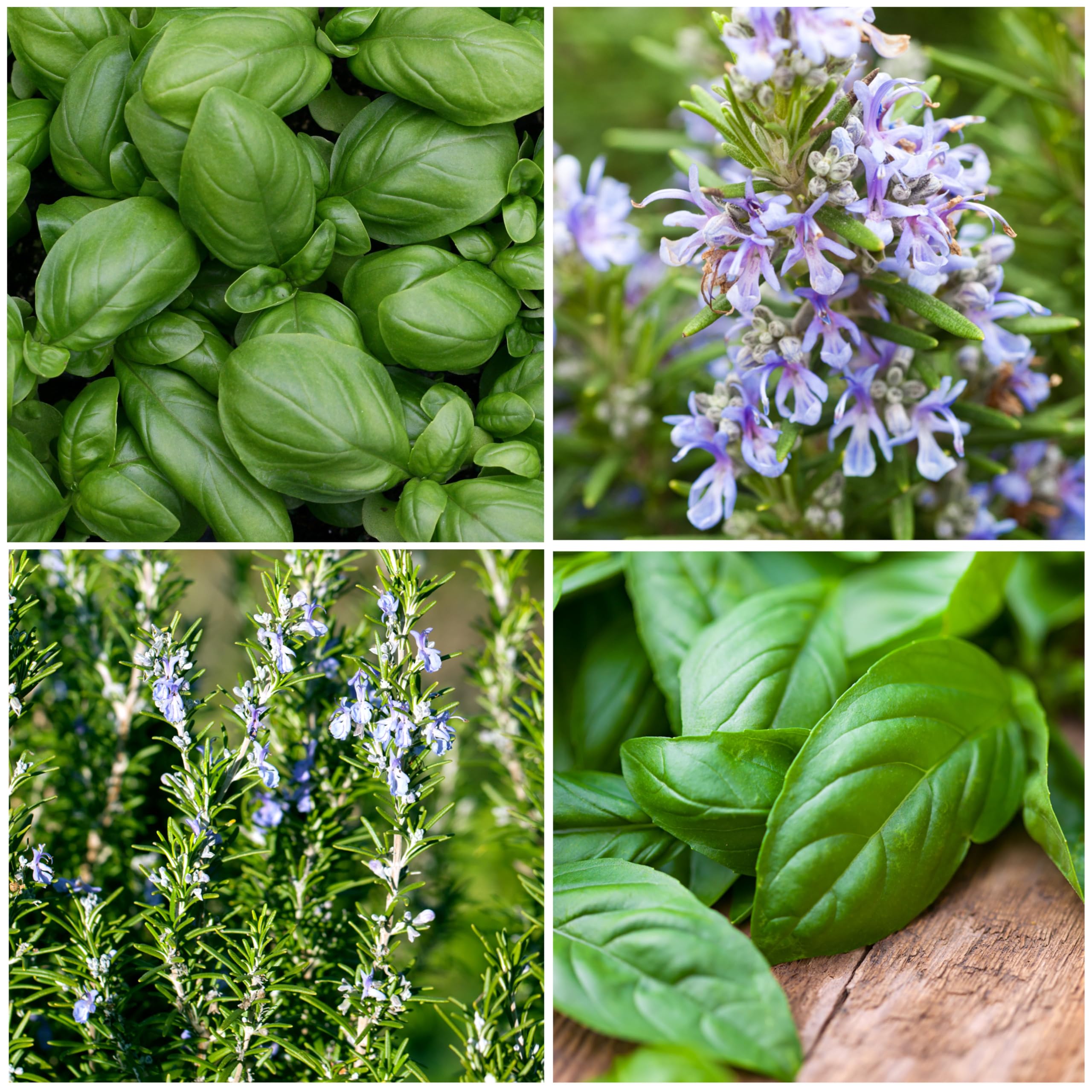 Seed Needs herb seeds garden-ready packaging supports indoor outdoor growing