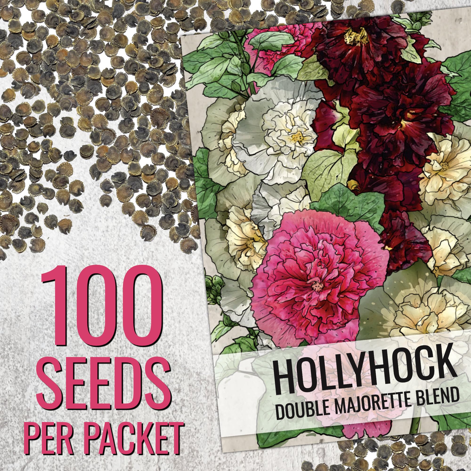 Seed Needs hollyhock bloom closeup highlights vibrant petals and tall garden focal point