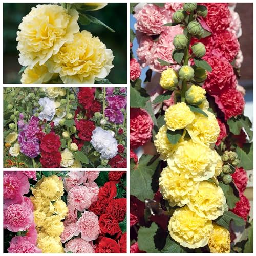Seed Needs Hollyhock Carnival mix produces red, yellow, pink, white blooms for vibrant borders.