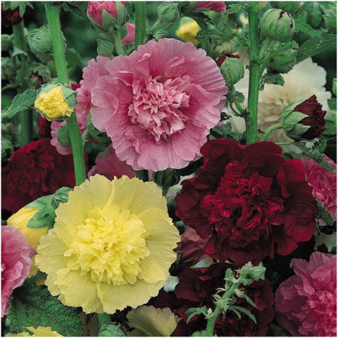 Seed Needs hollyhock attracting bees and butterflies in a flower bed