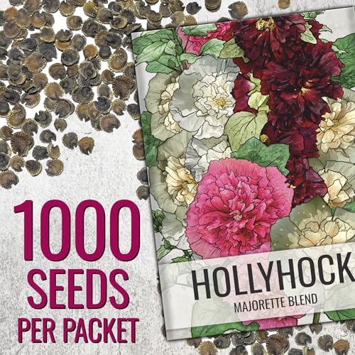 Seed Needs hollyhock double majorette bloom close-up with pom pom petals