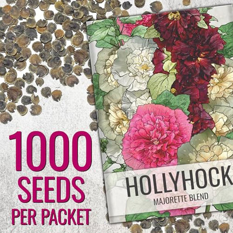 Seed Needs hollyhock double majorette bloom close-up with pom pom petals