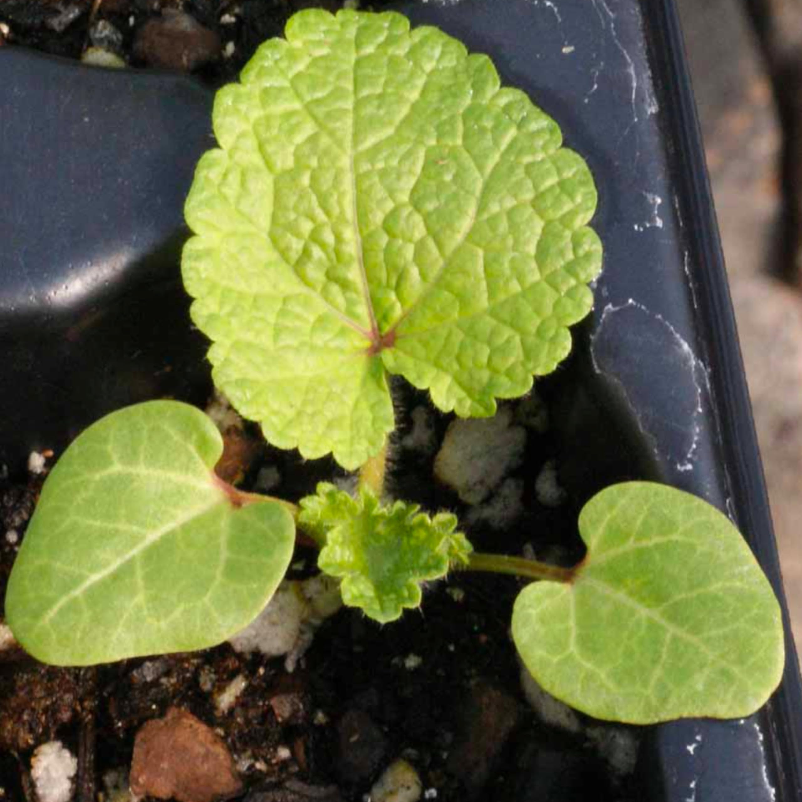 Seed Needs hollyhock thrives in full sun with well drained soil