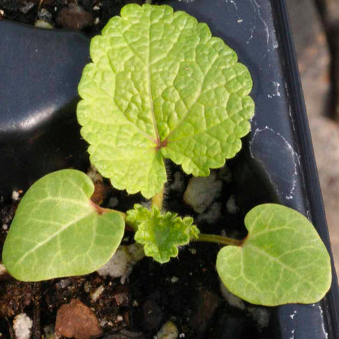 Seed Needs hollyhock thrives in full sun with well drained soil