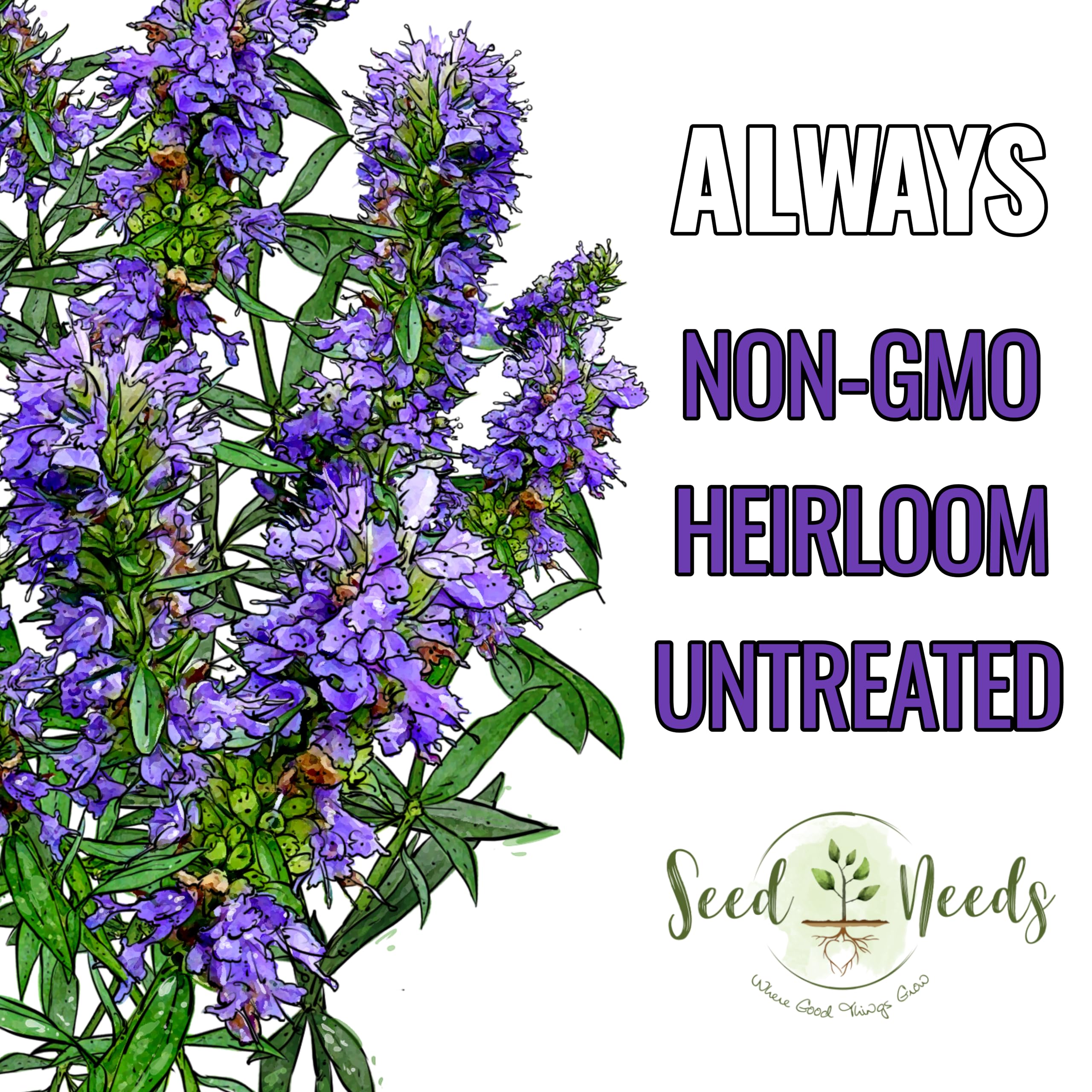 Hyssop border plant adds color and fragrance to herb beds.