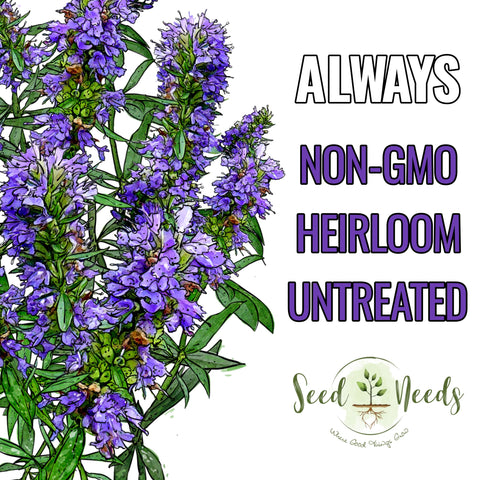 Hyssop border plant adds color and fragrance to herb beds.