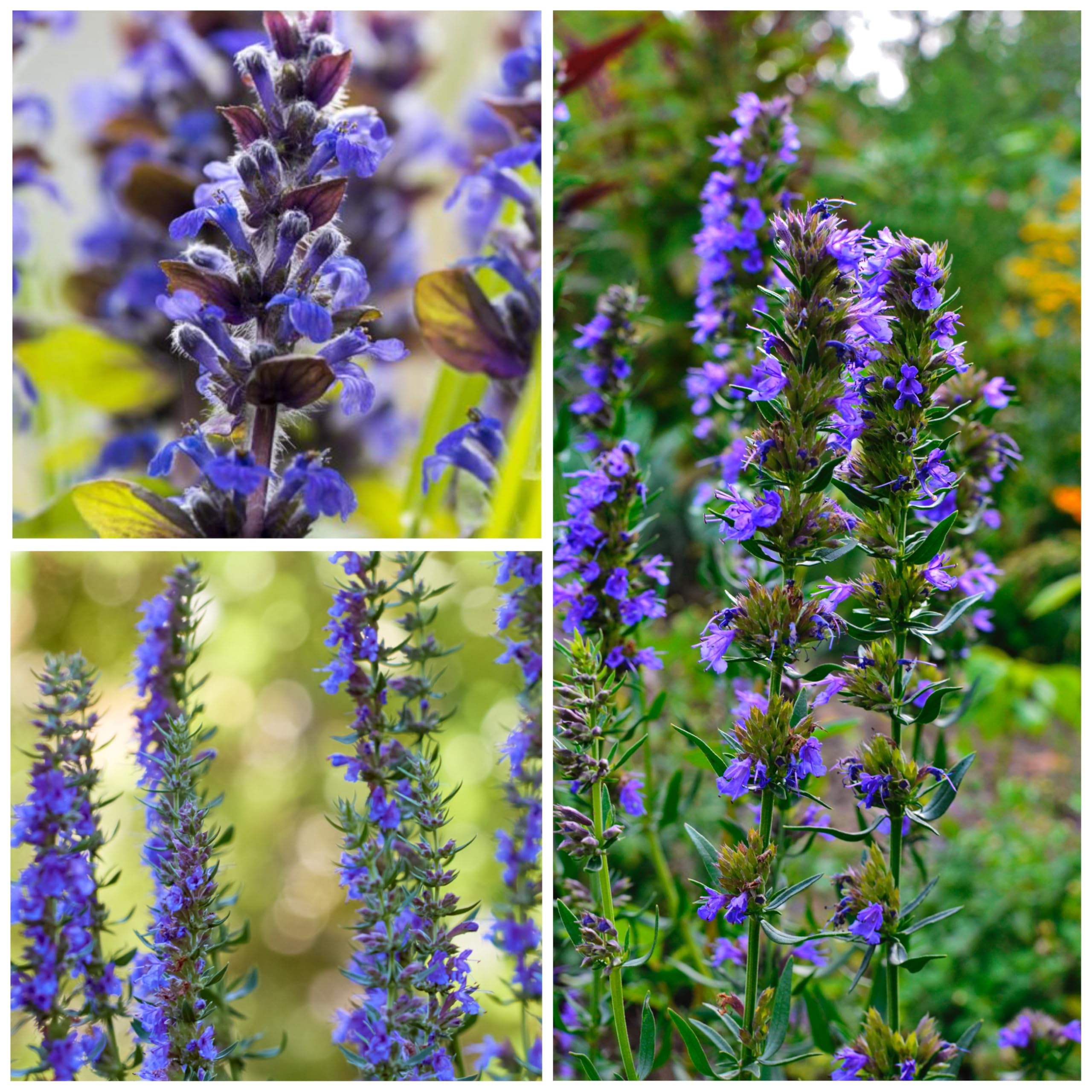 Hyssop enhances salads and flavoring in home cooking.