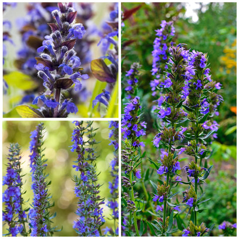 Hyssop enhances salads and flavoring in home cooking.
