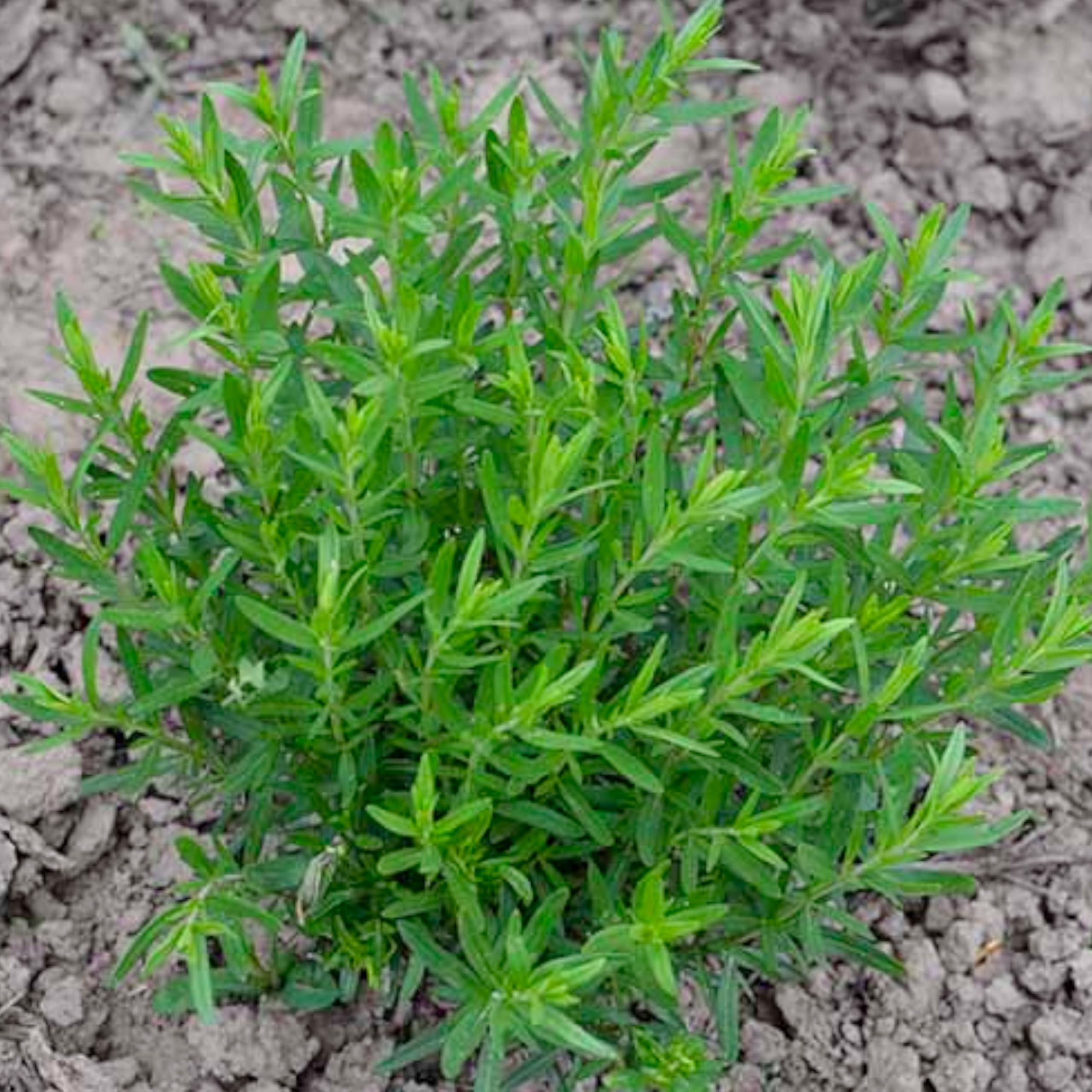 Seed Needs moisture-resistant packaging preserves seed freshness.