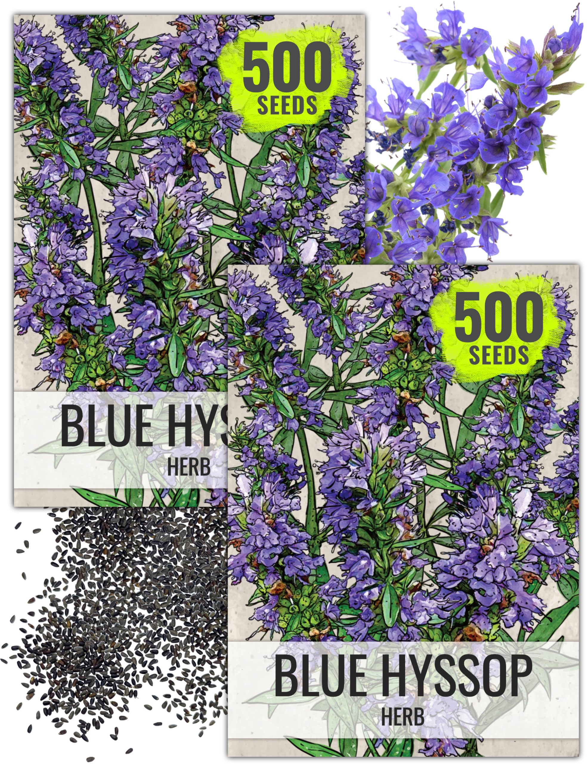 Seed Needs hyssop seed packet illustration for easy planning.