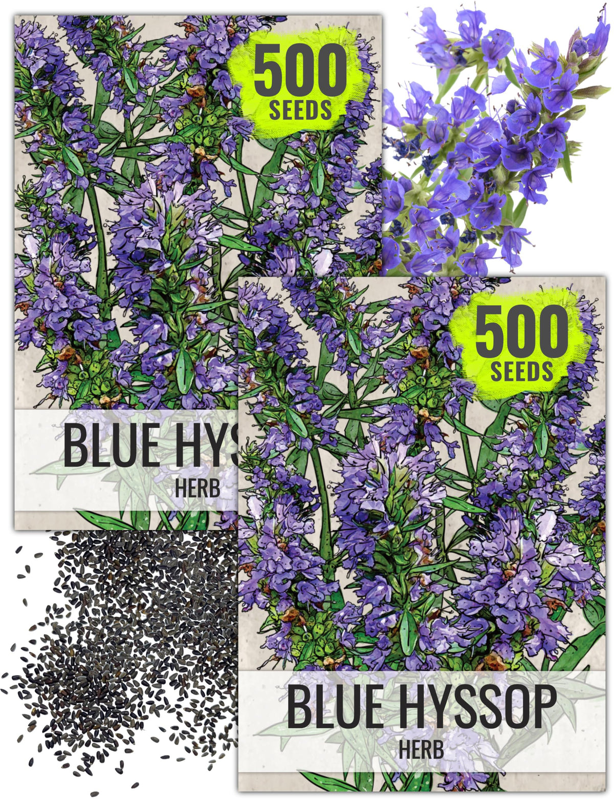 Seed Needs hyssop seed packet illustration for easy planning.