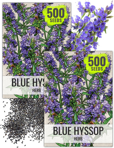 Seed Needs hyssop seed packet illustration for easy planning.