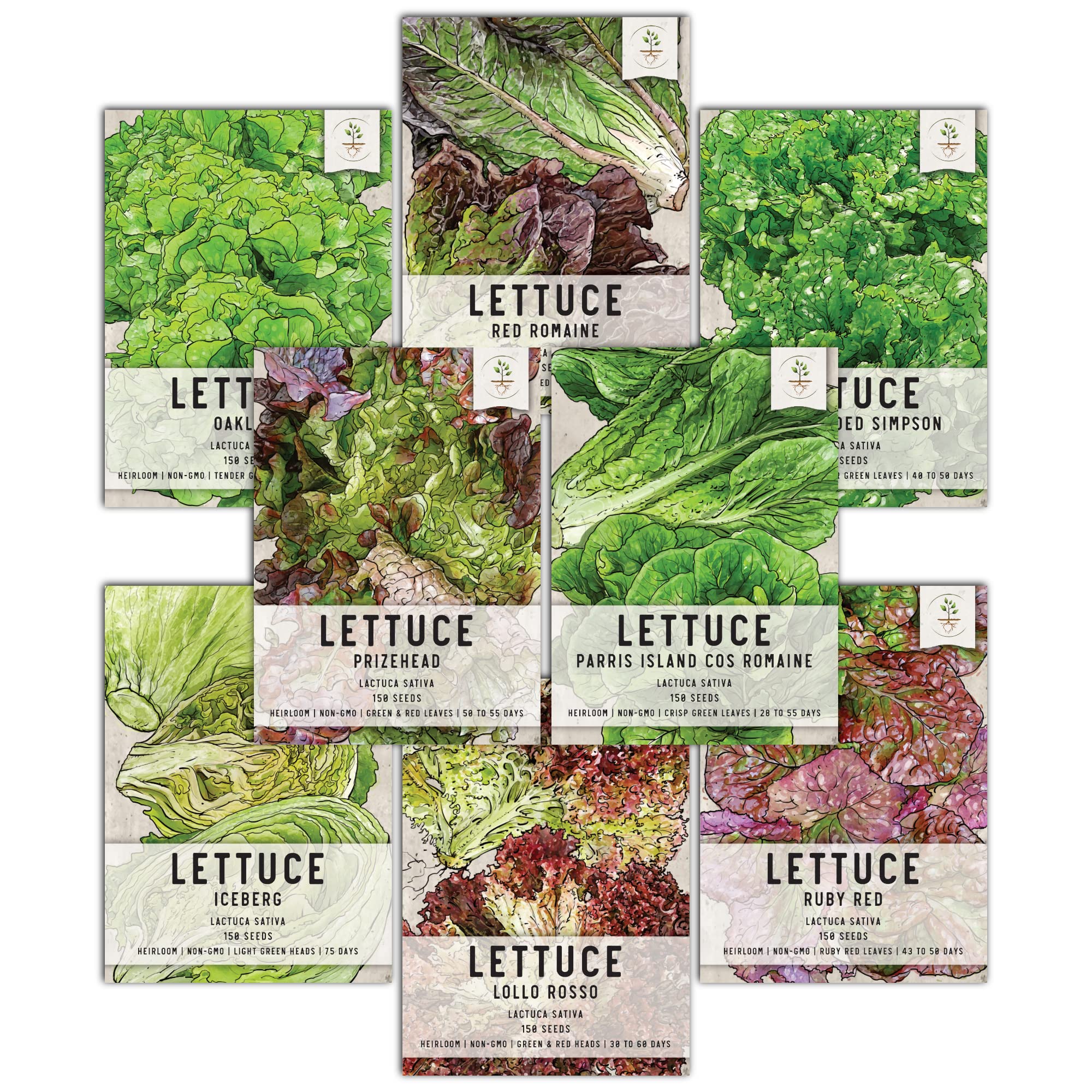Seed Needs Iceberg lettuce seeds – crisp greens for quick summer salads.