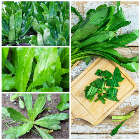 Seed Needs indoor outdoor garden setup, versatile planting in pots or beds.