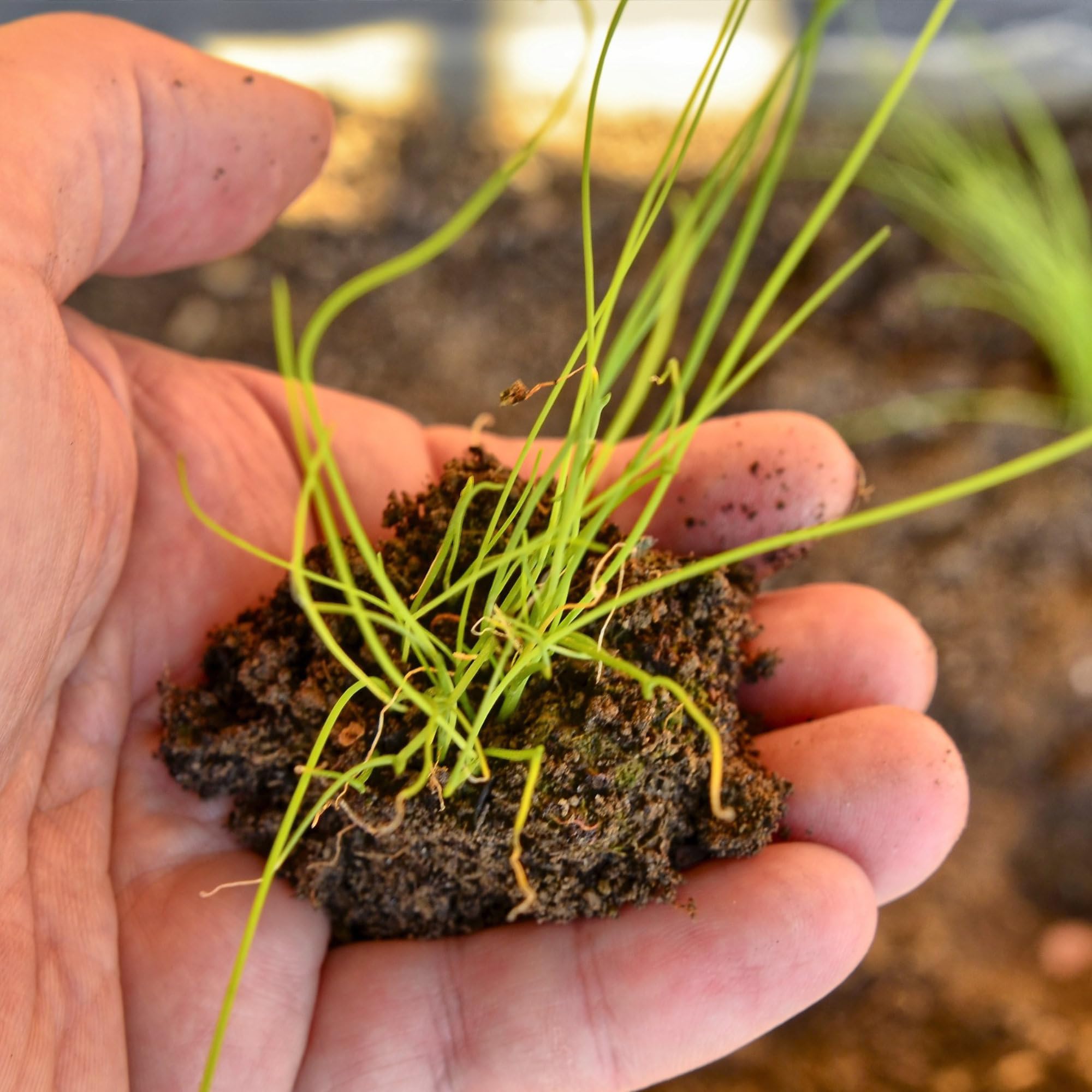 Seed Needs indoor outdoor herb garden collection, ideal for year-round culinary herbs.