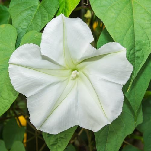 Seed Needs Ipomoea alba seed for open-pollinated heirloom gardening.