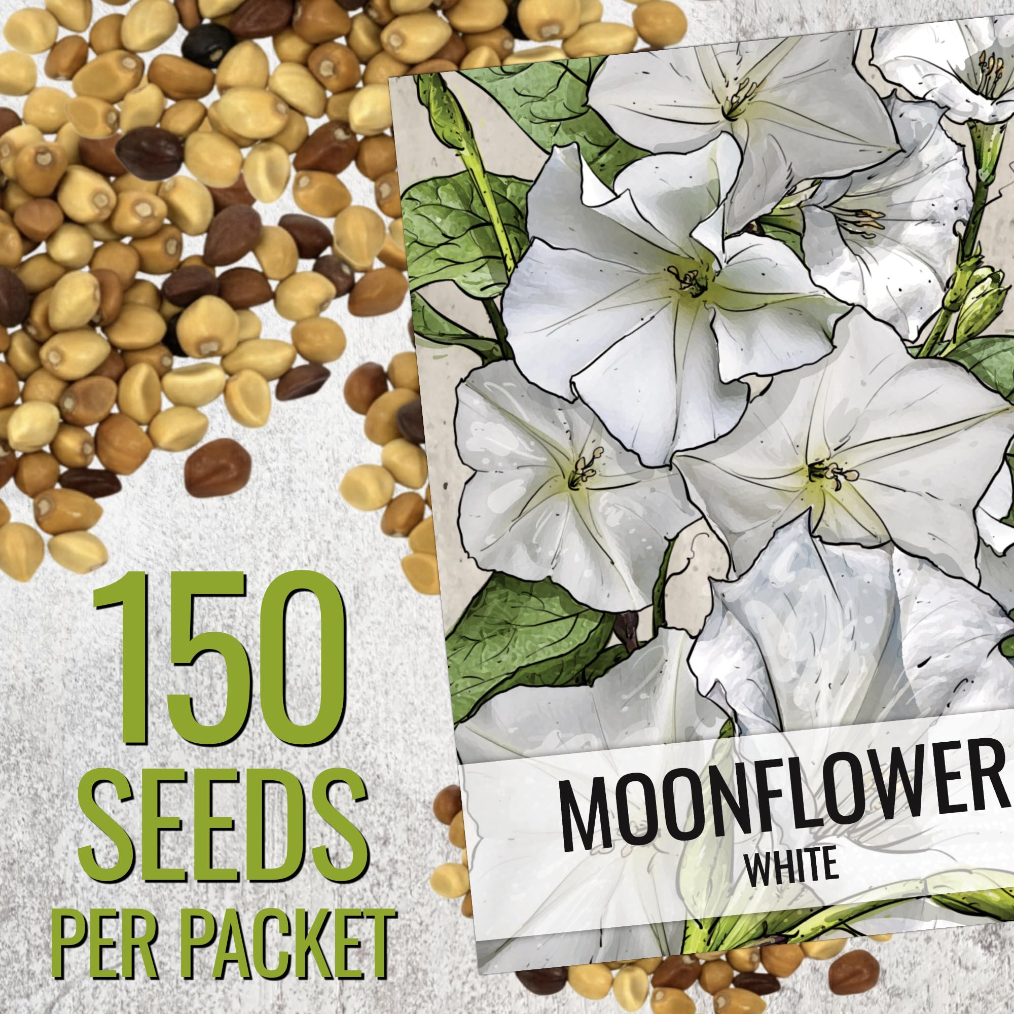 Seed Needs Moonflower alba seedling stage ready to climb supports.