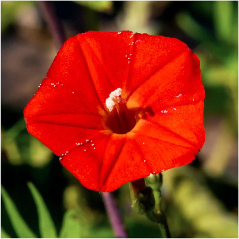 Seed Needs Ipomoea quamoclit red blooms brighten garden spaces