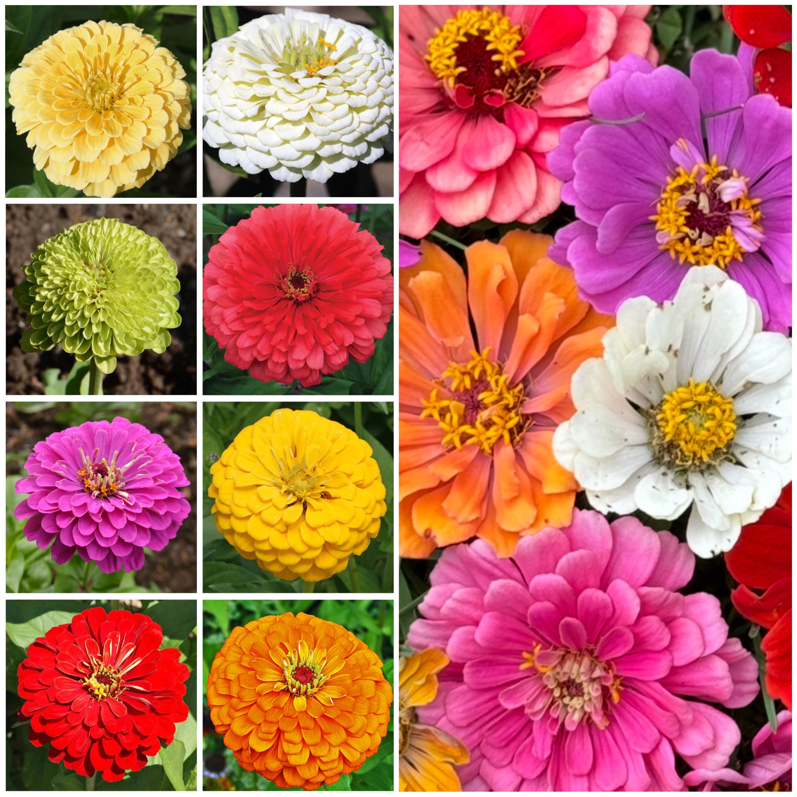 Seed Needs Isabellina Zinnia seed collection for soft pink garden bouquets