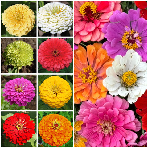 Seed Needs Isabellina Zinnia seed collection for soft pink garden bouquets