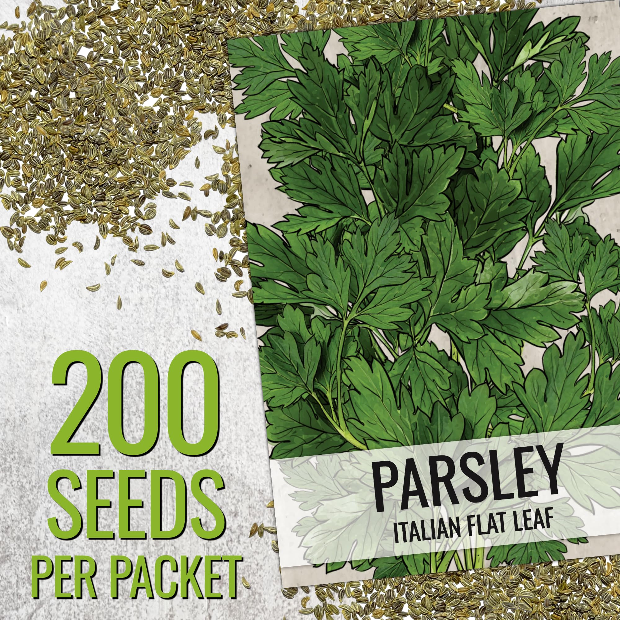 Seed Needs Italian flat leaf parsley plant in a garden bed.
