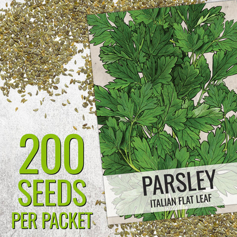 Seed Needs Italian flat leaf parsley plant in a garden bed.