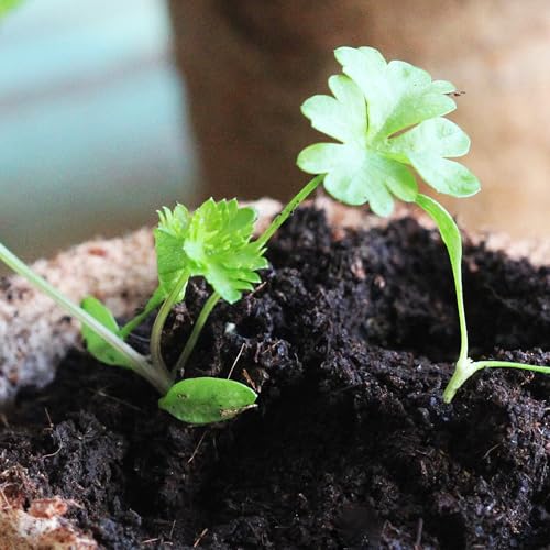 Seed Needs parsley seed packet back with sowing instructions for easy growing.
