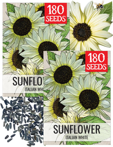 Seed Needs Italian White Sunflower seeds packet front with elegant cream petals for a refined garden accent