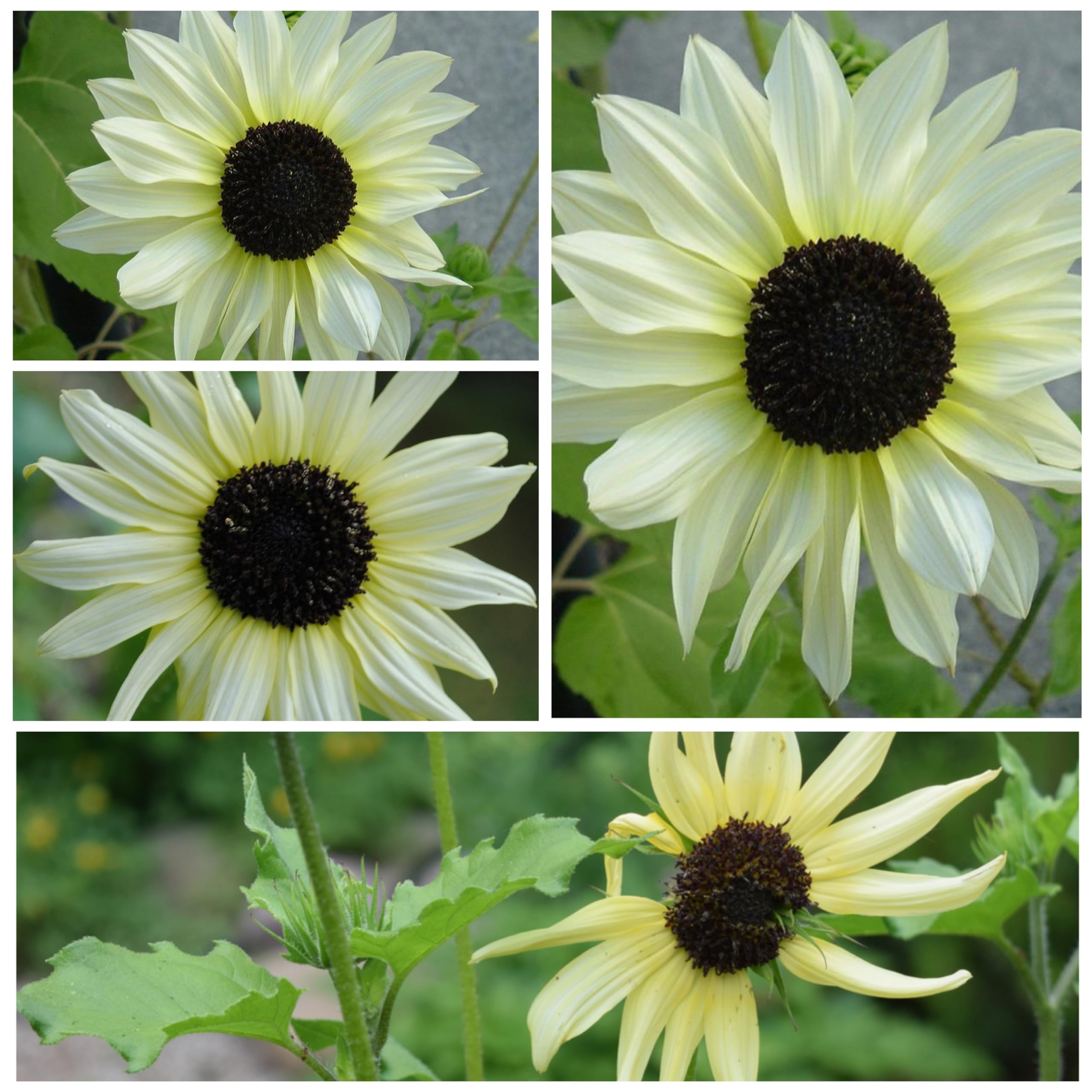Tall Italian White Sunflower stem arranged for a bouquet in a sunlit garden