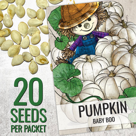 Seed Needs Jack Be Little pumpkin fruit close-up showing bright orange mini pumpkins