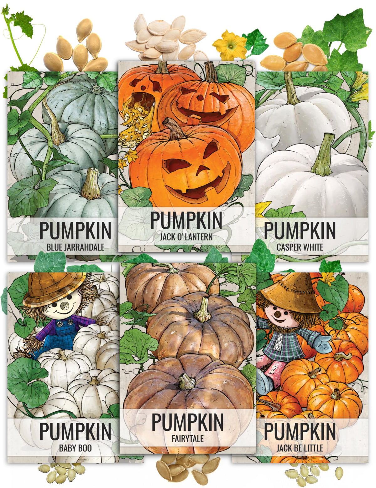 Seed Needs jack o' lantern pumpkins for carving and Halloween decor