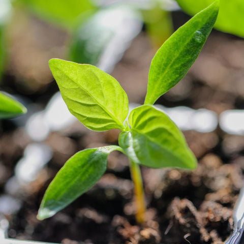 Seed Needs Jamaican Yellow Chile in kitchen scene highlighting vibrant flavor potential.