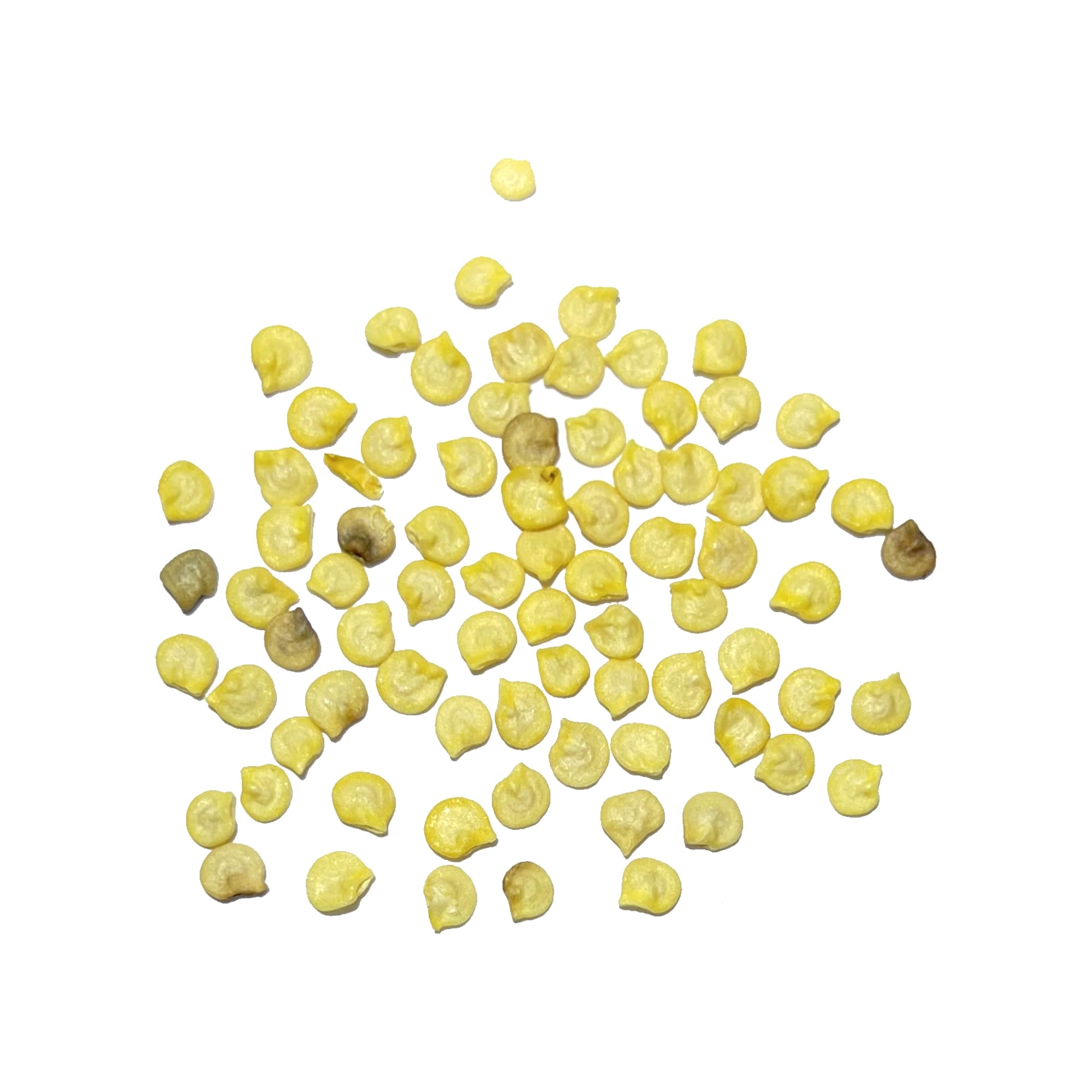 Seed Needs Jamaican Yellow Chili flower closeup showing budding blooms