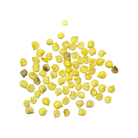 Seed Needs Jamaican Yellow Chili flower closeup showing budding blooms