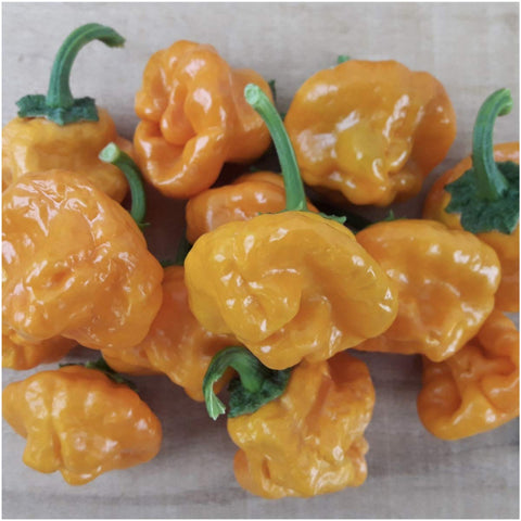 Seed Needs Jamaican Yellow Chili pepper fruit ripe in vibrant yellow