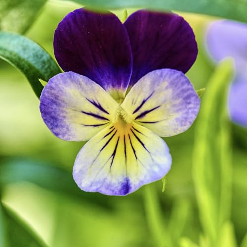 Seed Needs Johnny Jump Up in a compact pot, ideal for borders.