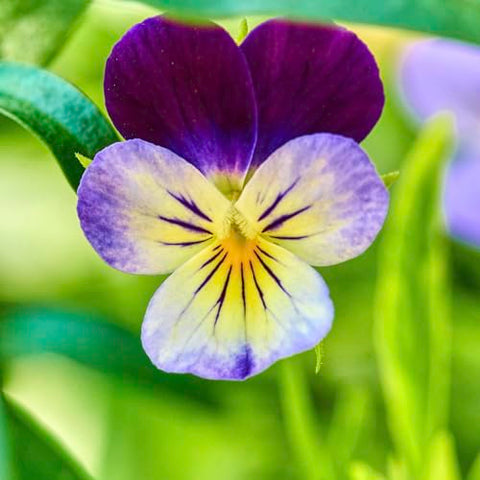 Seed Needs Johnny Jump Up in a compact pot, ideal for borders.