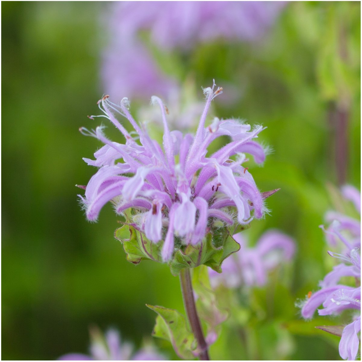 Seed Needs Johnny Jump Up seeds pack for vibrant edible blossoms