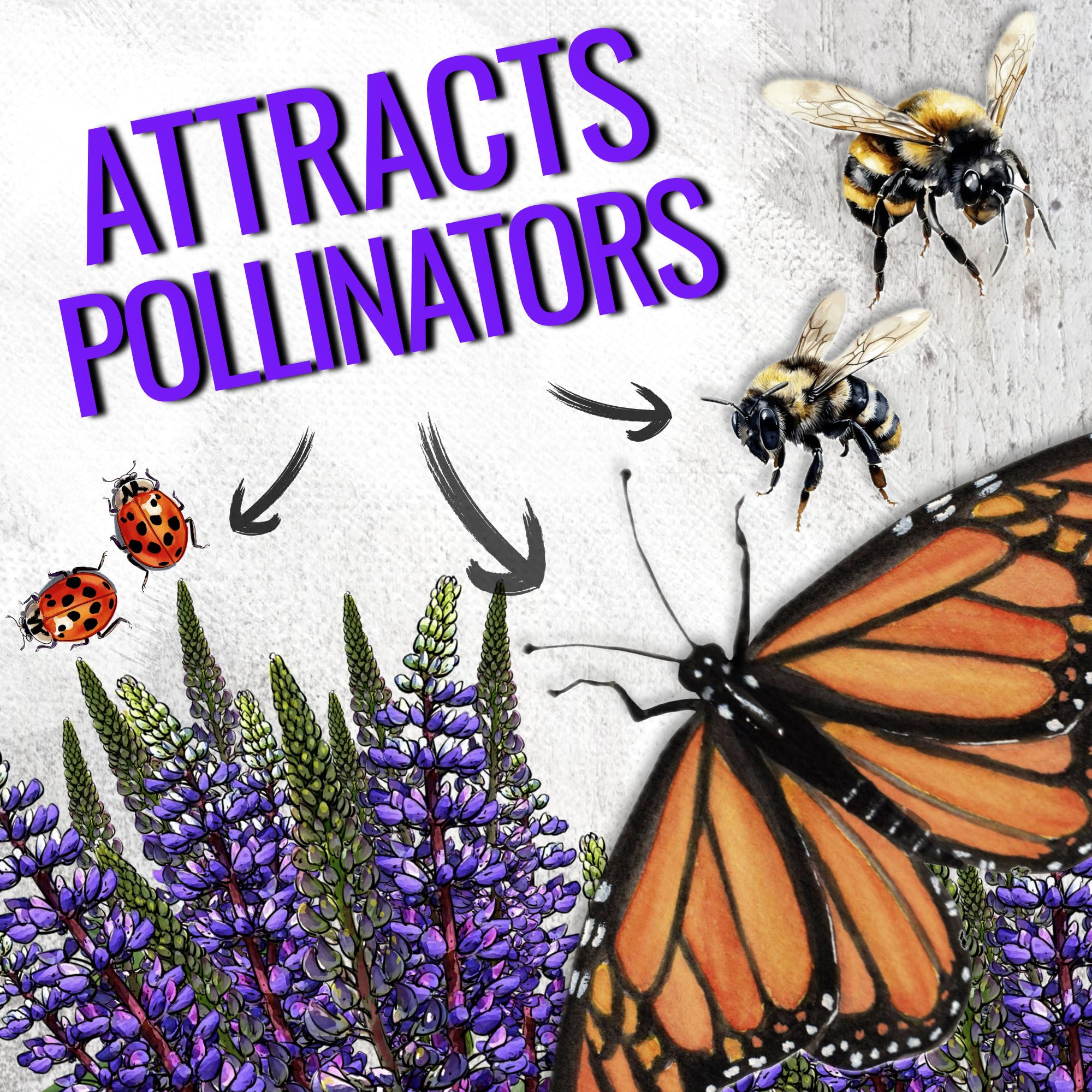 Seed Needs Karner blue host lupine supports local biodiversity.