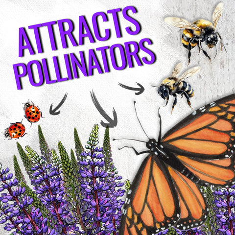 Seed Needs Karner blue host lupine supports local biodiversity.