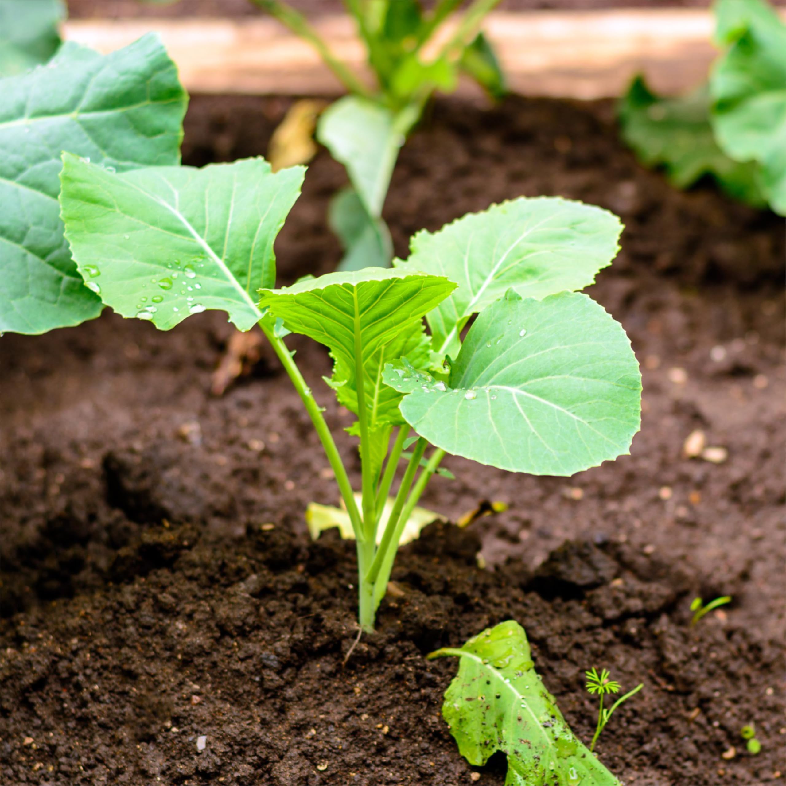 Seed Needs Kohlrabi germination tips printed on seed packet