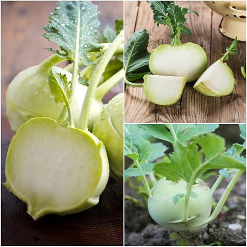 Seed Needs Kohlrabi leaves green closeup ready for sautéing like spinach