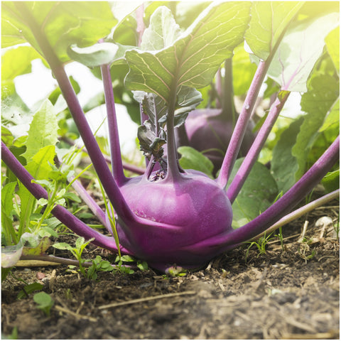 Seed Needs Kohlrabi packet artwork with sowing guide assists informed planting