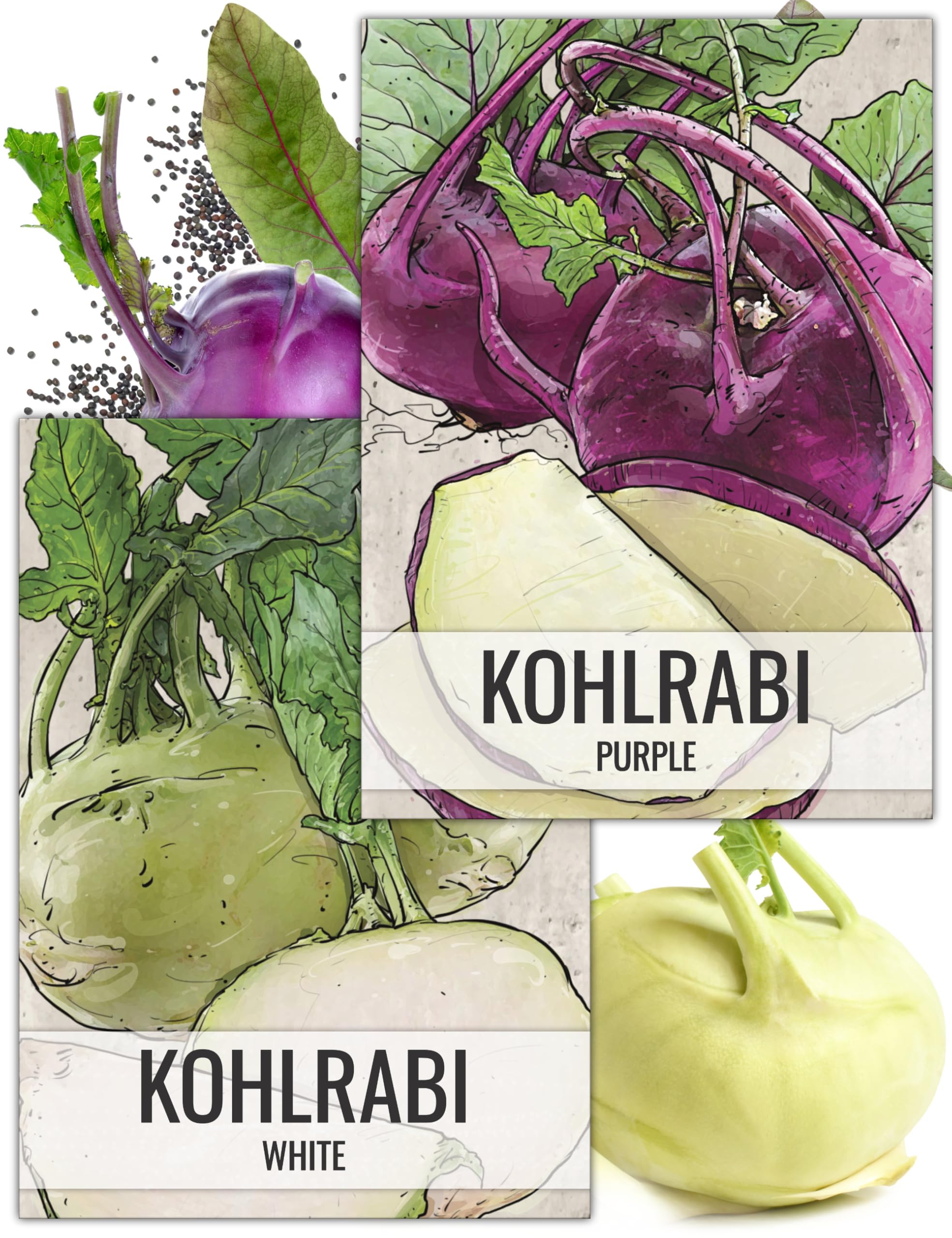Seed Needs Kohlrabi Purple packet front illustration supports planning and sowing