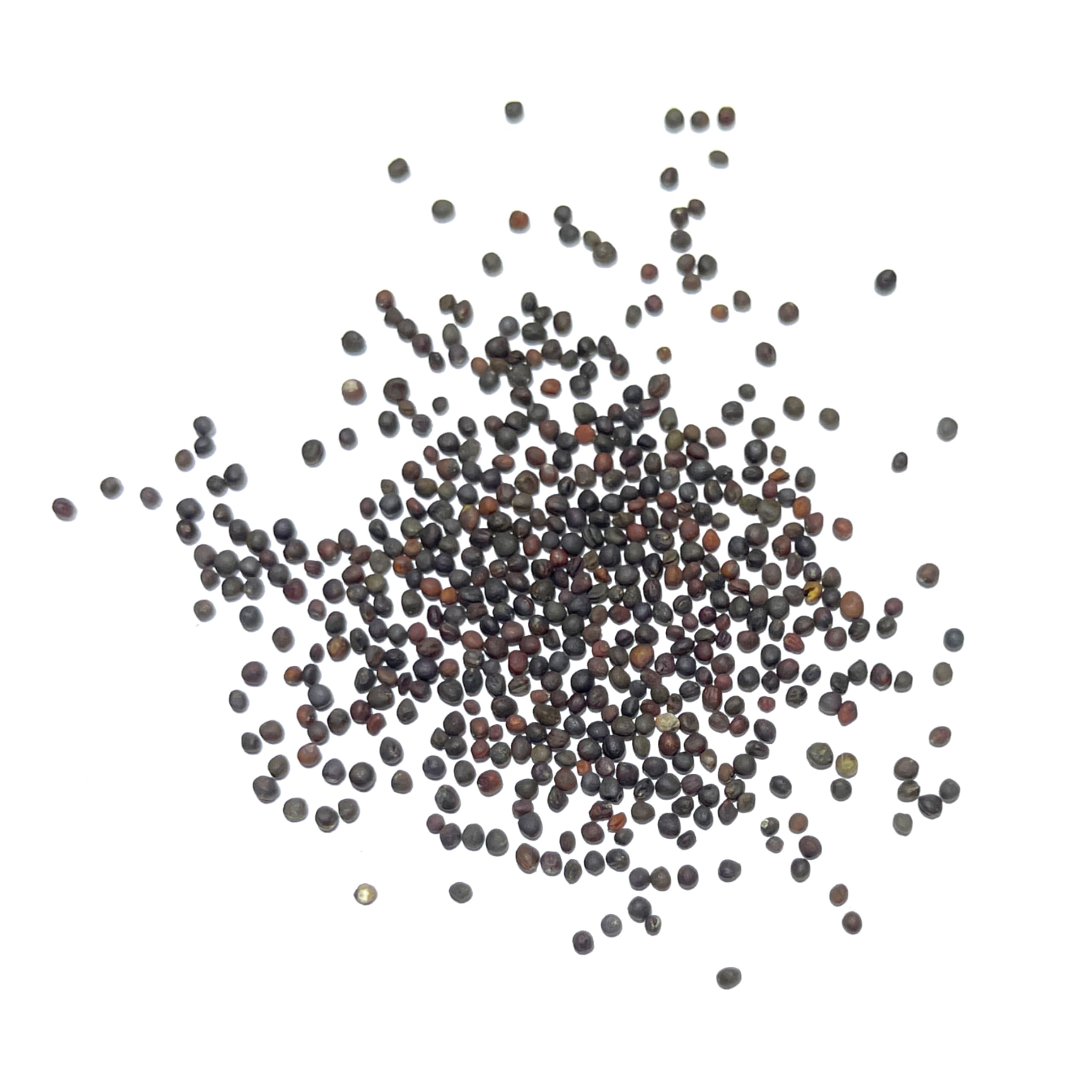 Seed Needs Kohlrabi roasted bulb enhances soups and sides